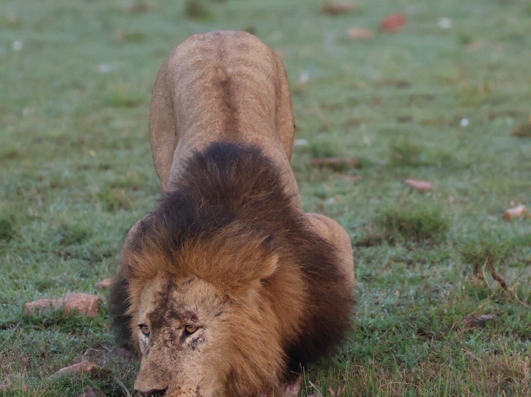 Ongeri Expeditions-Luxury Safaris-Karen必去景点