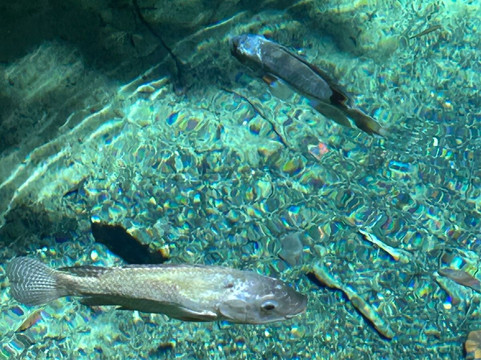 Olheiro Spring-Pureza必去景点