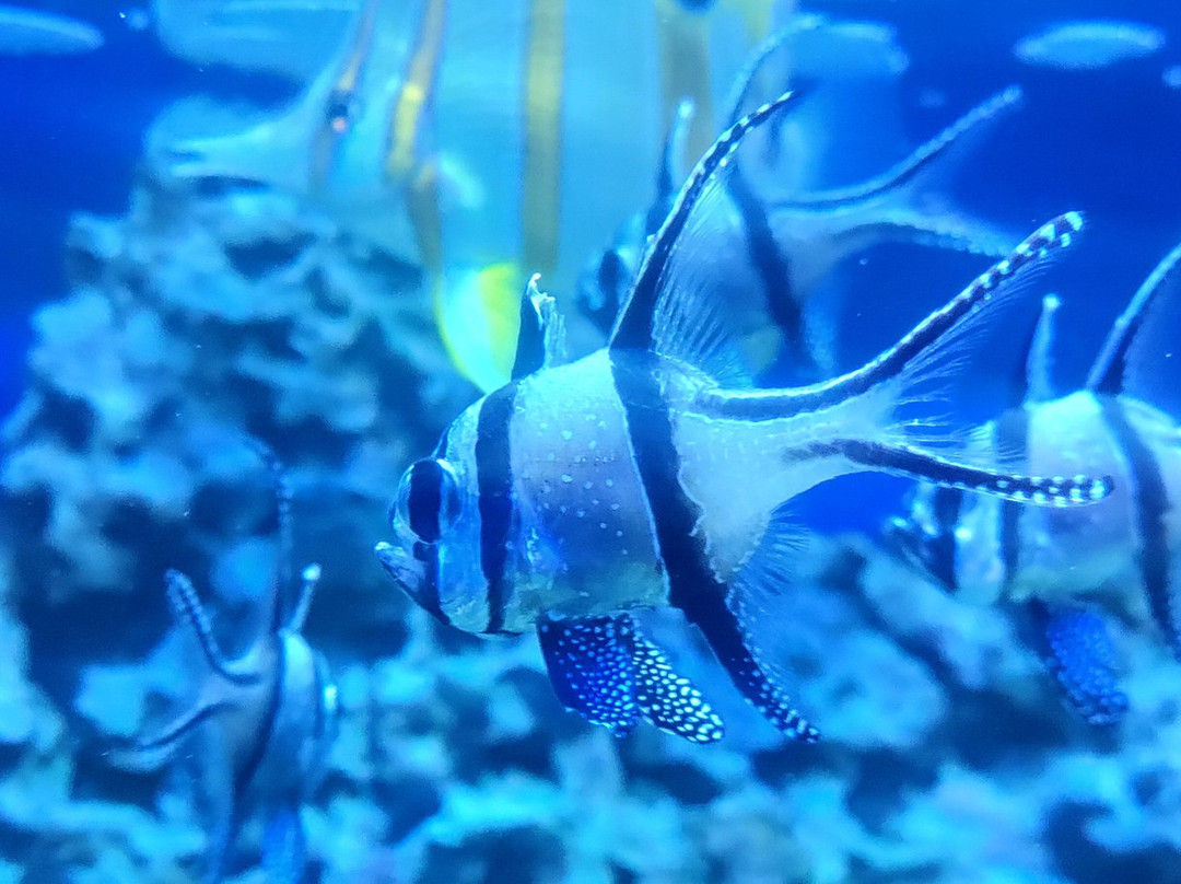 里普利水族管-美特尔海滩必去景点