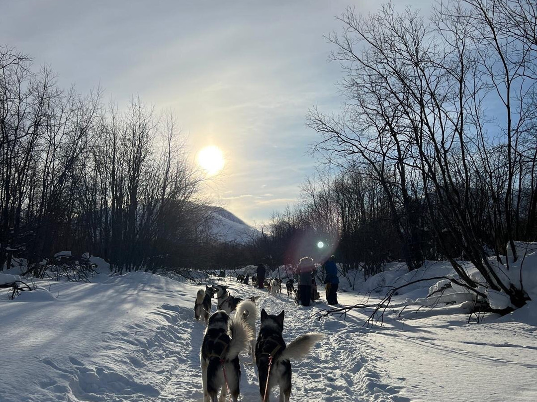 Northern Light Dog Adventure-Nordkjosbotn必去景点