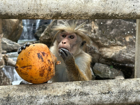Relax Lanka Tours-尼甘布必去景点
