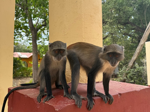 Garibaldi Safari Kenya-瓦塔木必去景点