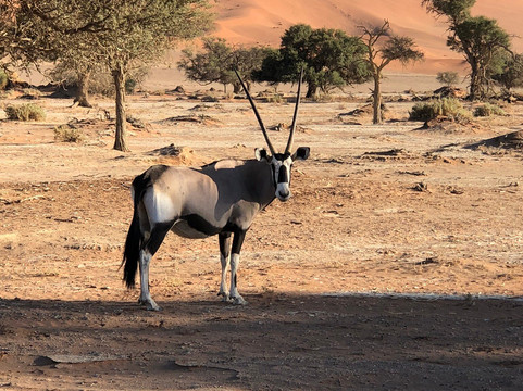 Chameleon Holidays and Travel-温德和克必去景点