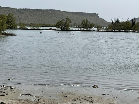 Flamingo Sanctuary Sint Willibrordus-Sint Willibrordus必去景点