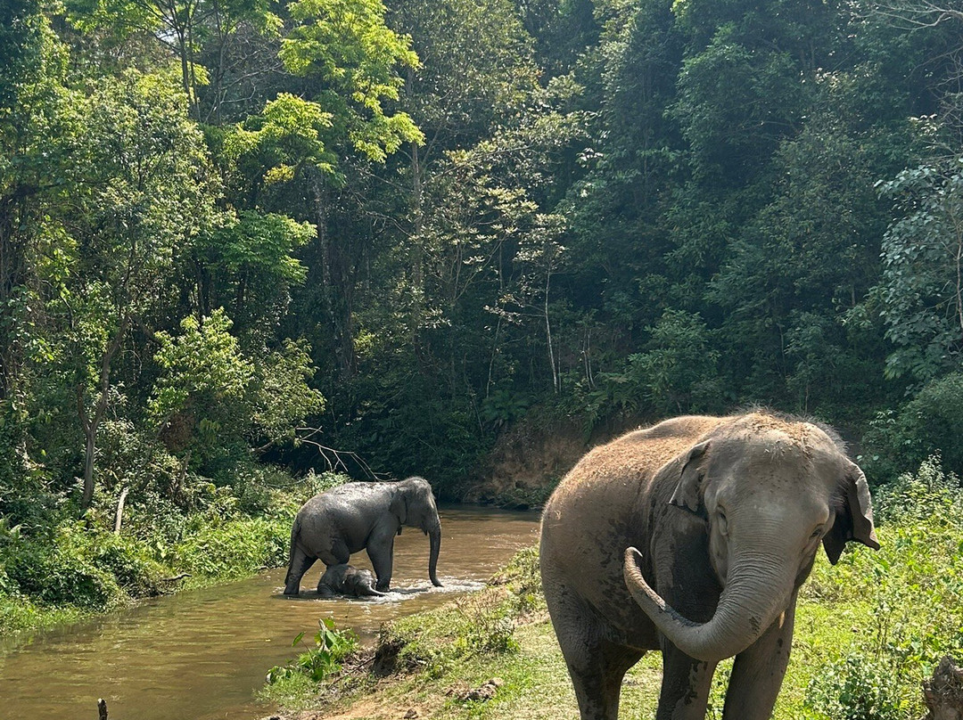 Blue Daily Elephant Care Sanctuary-清迈必去景点