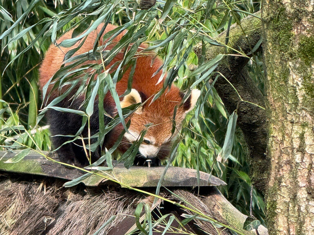 Parc Animalier et Botanique de Branféré-Le Guerno必去景点