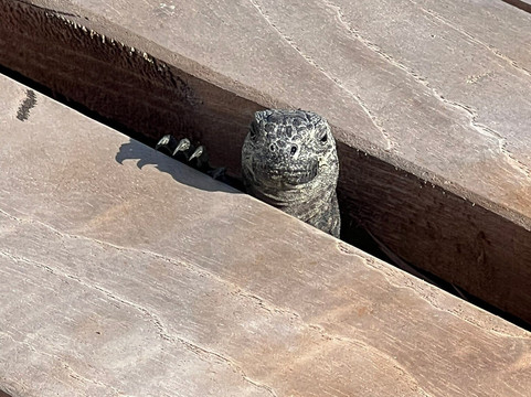 Galapagos Best Option-阿约拉港必去景点