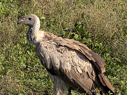 Safaris-R-Us-阿鲁沙必去景点