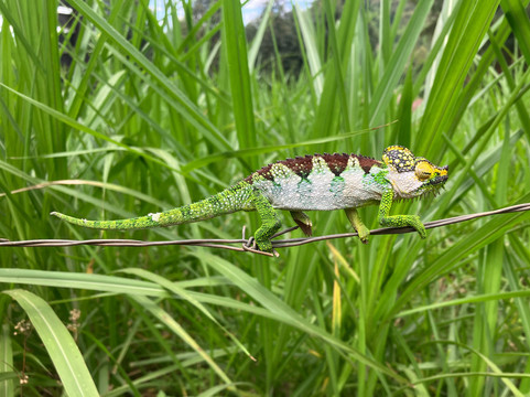 Elgon Peak Adventures - Sipi Falls-Kapchorwa必去景点