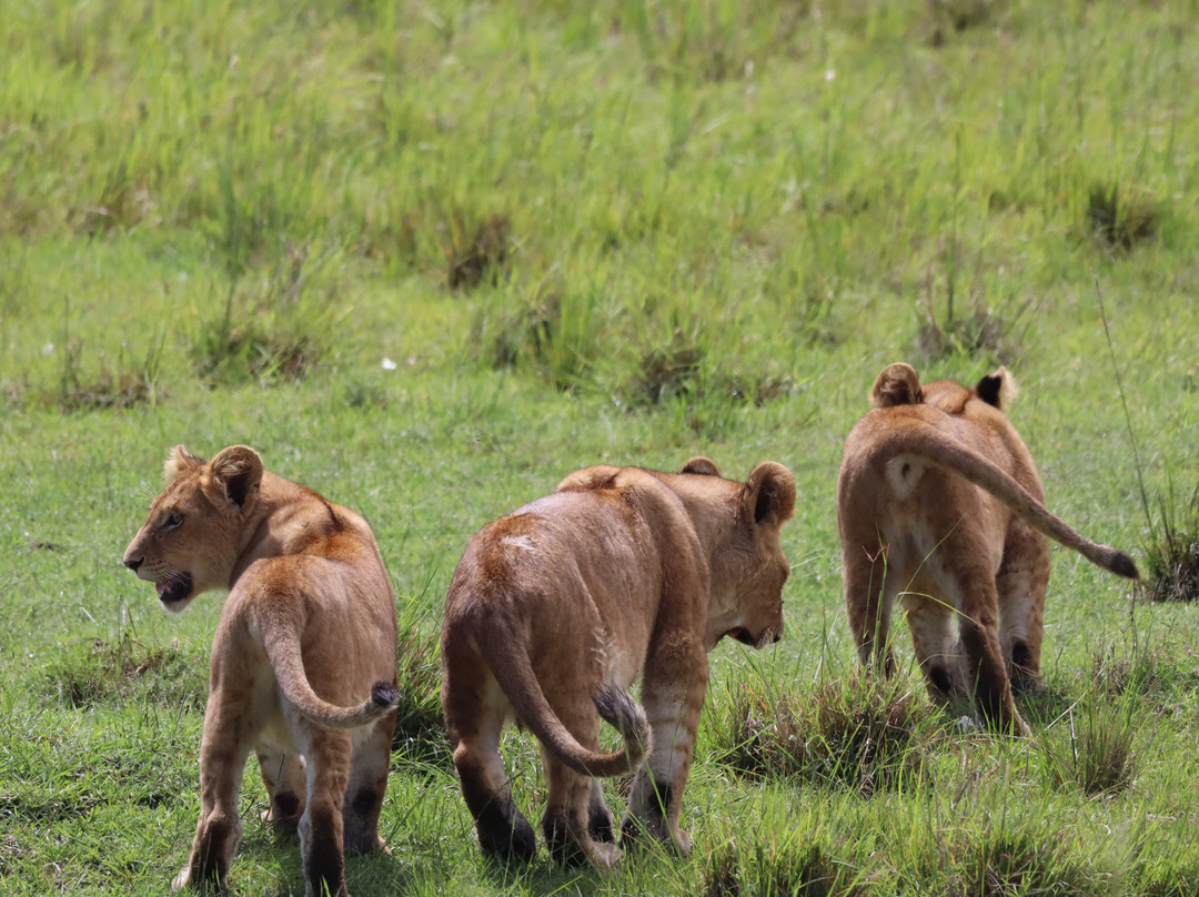 Siraam Tours and Travels-内罗毕必去景点