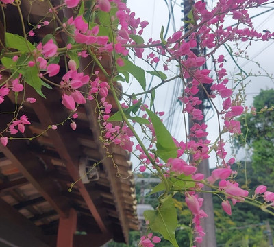 坦波瑞伊酒店主图