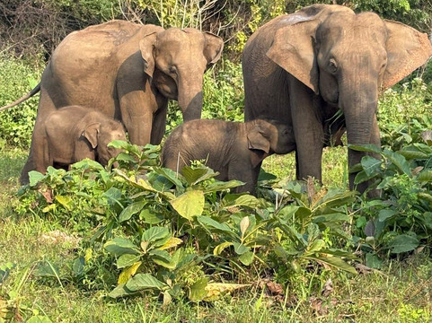 H.O.T Tourism-科伦坡必去景点