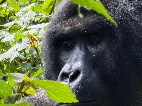 Safari with Edris-坎帕拉必去景点