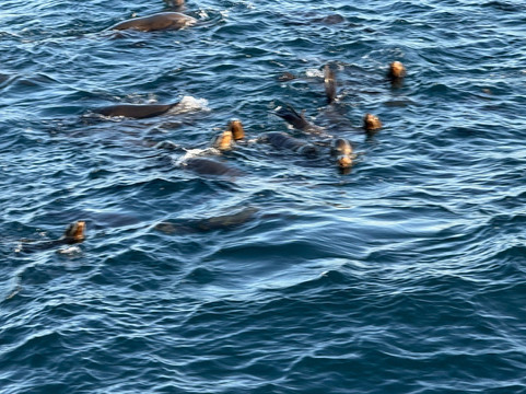 Rocky Point Fishing Club-佩纳斯科港必去景点