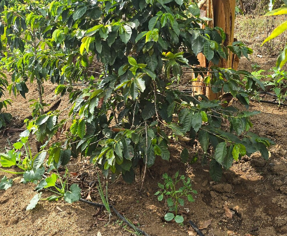 TIO JOSE COFFEE TOUR-葛雷西亚必去景点