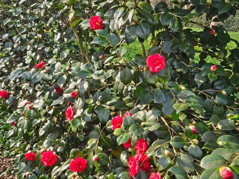 Renishaw Hall And Gardens-Renishaw必去景点