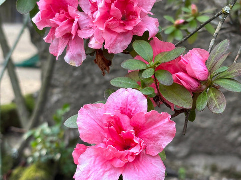Parque do Fontelo-维塞乌必去景点