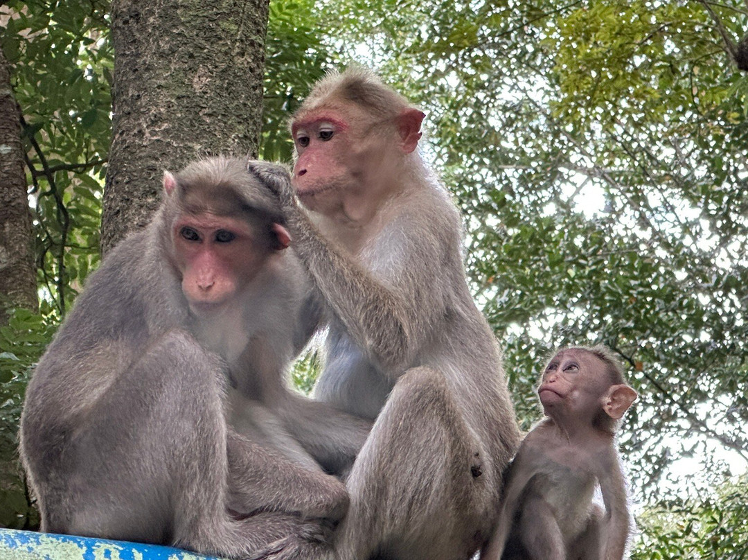 Vazhachal Waterfalls-德里久尔必去景点