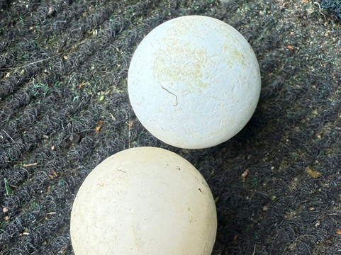 Cainhoe Wood Golf Club-Shefford必去景点