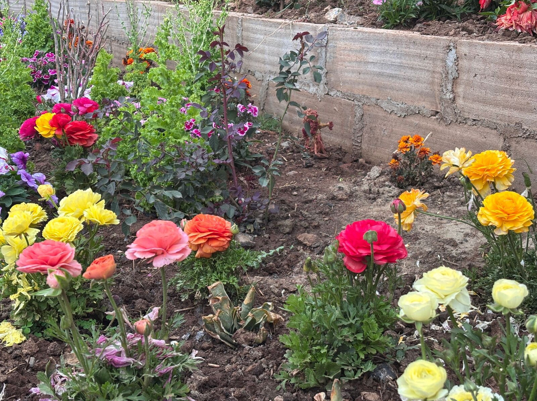 Serene Forest Resort, Nainital