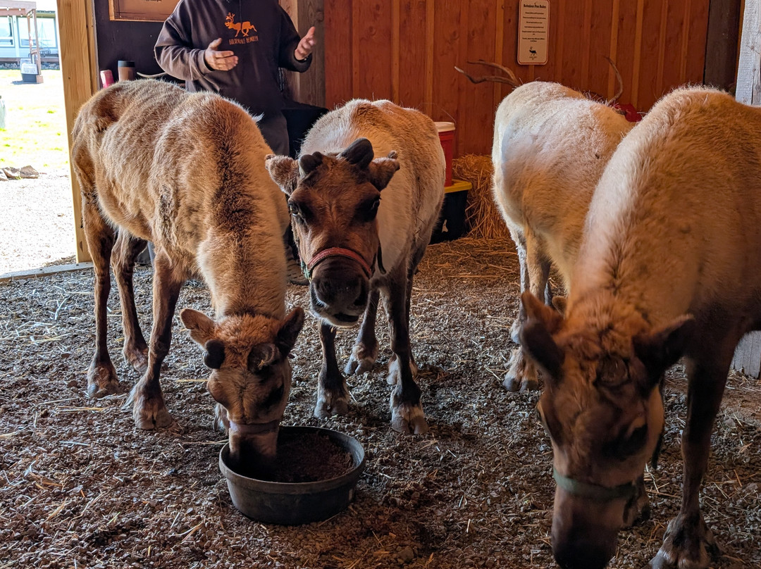 Goldendale Reindeer-Goldendale必去景点