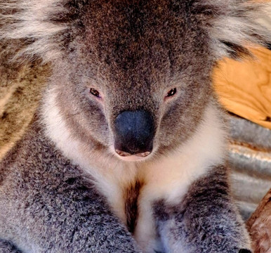 Kangaroo Island Wildlife Park-塞登必去景点