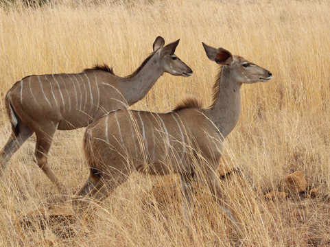 Pilanesberg National Park-太阳城必去景点