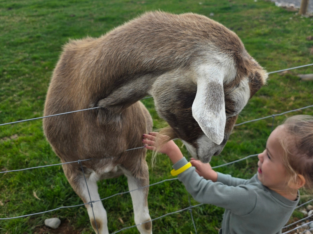 Woodstone Farm, Te Anau, New Zealand-蒂阿瑙必去景点