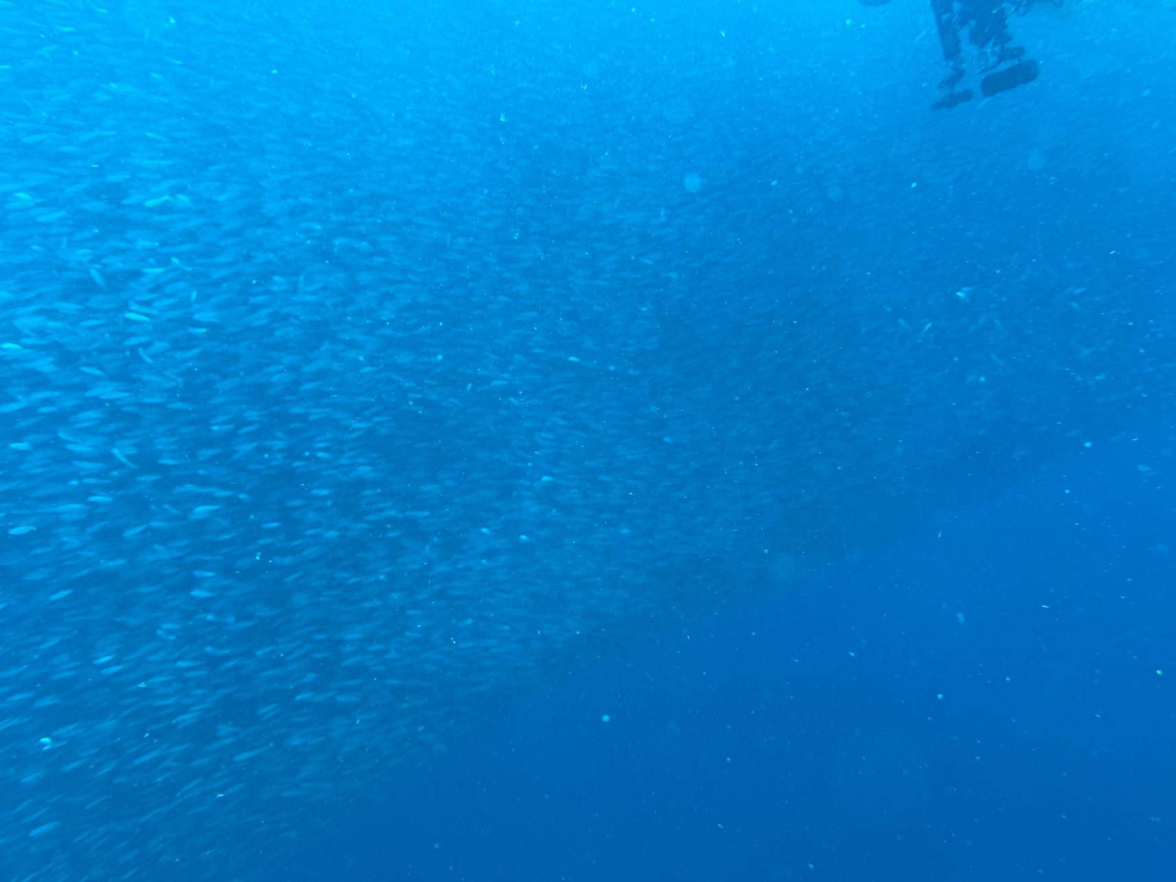 焚潜水度假村-官方