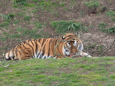 Yorkshire Wildlife Park-Auckley必去景点