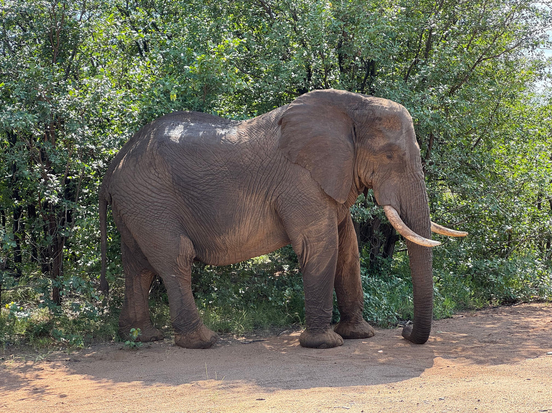 Kurt Safari-克鲁格国家公园必去景点
