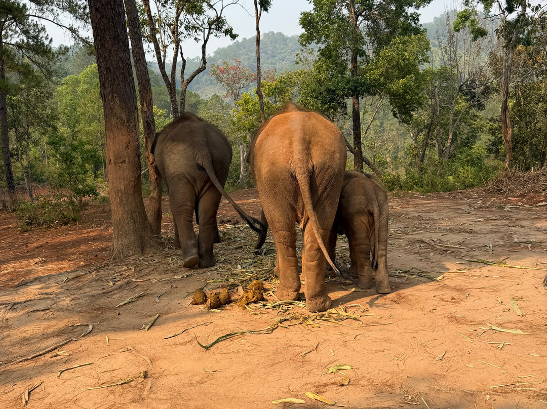 Elephant Freedom Village-清迈必去景点