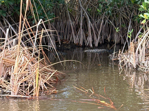 Captain Jack's Airboat Tours-大沼泽地必去景点