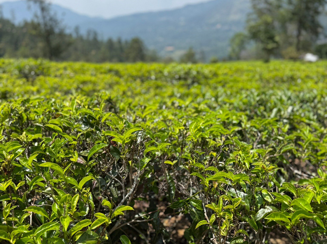 Travelers Choice To Ceylon-科伦坡必去景点