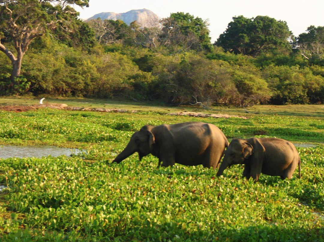 NPA Leopard Safari-蒂瑟默哈拉默必去景点