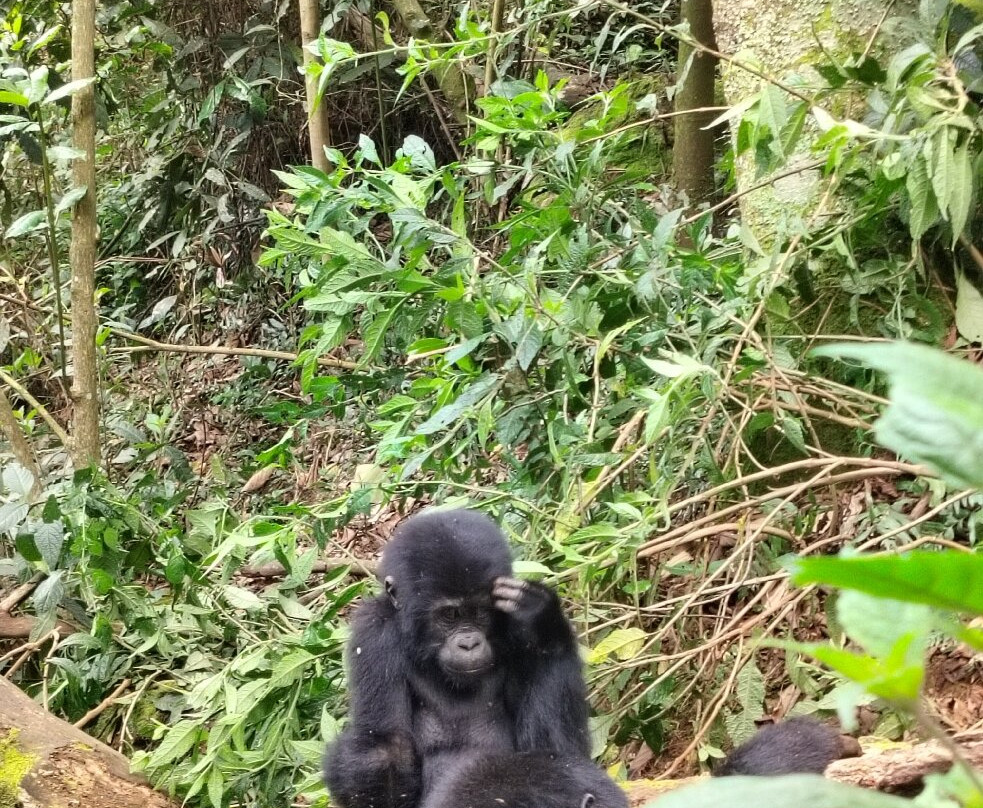 Trek Gorilla Safaris-坎帕拉必去景点