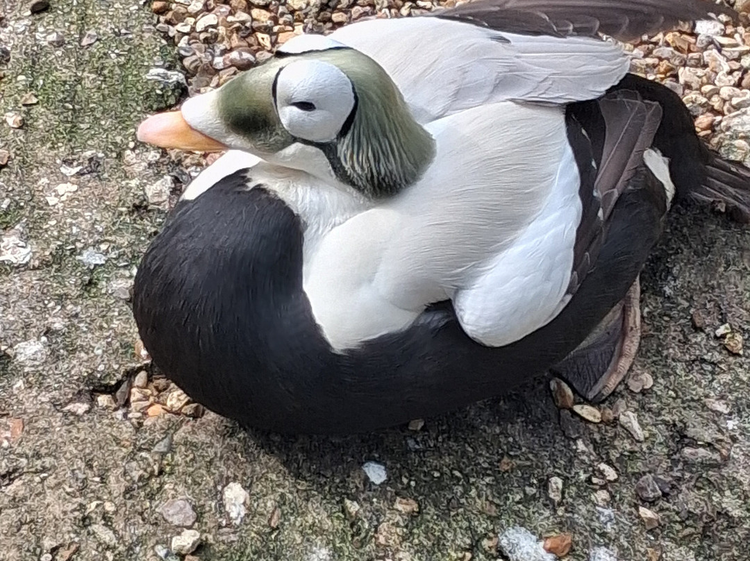 Birdworld-法纳姆必去景点