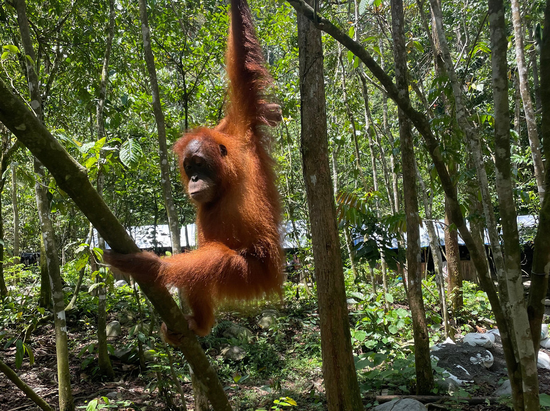 Bukit Lawang Jungle Trekking-武吉拉旺必去景点
