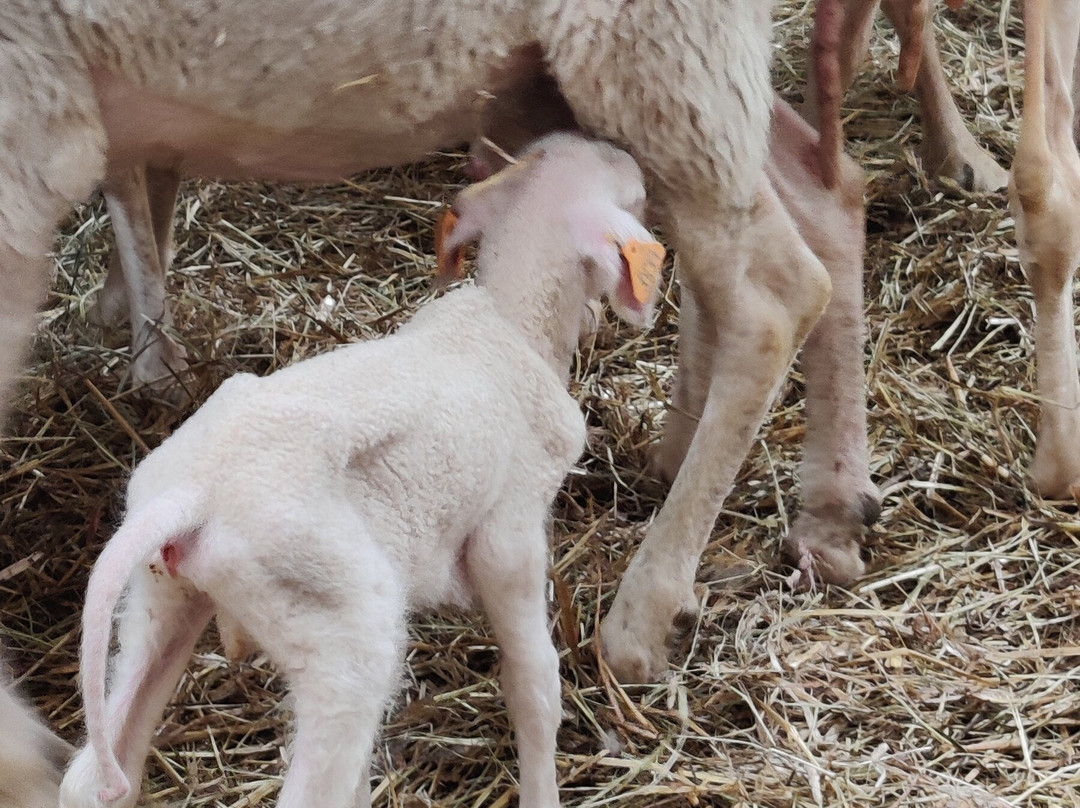 La Bergerie D'acremont