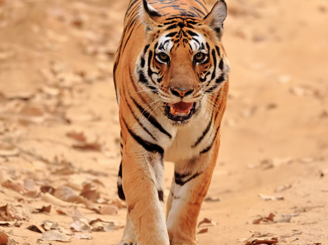 Singinawa Jungle Lodge主图