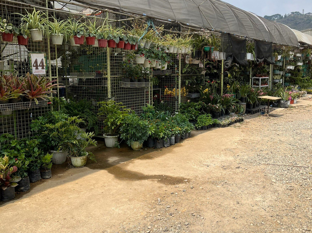 Strawberry Farm-La Trinidad必去景点