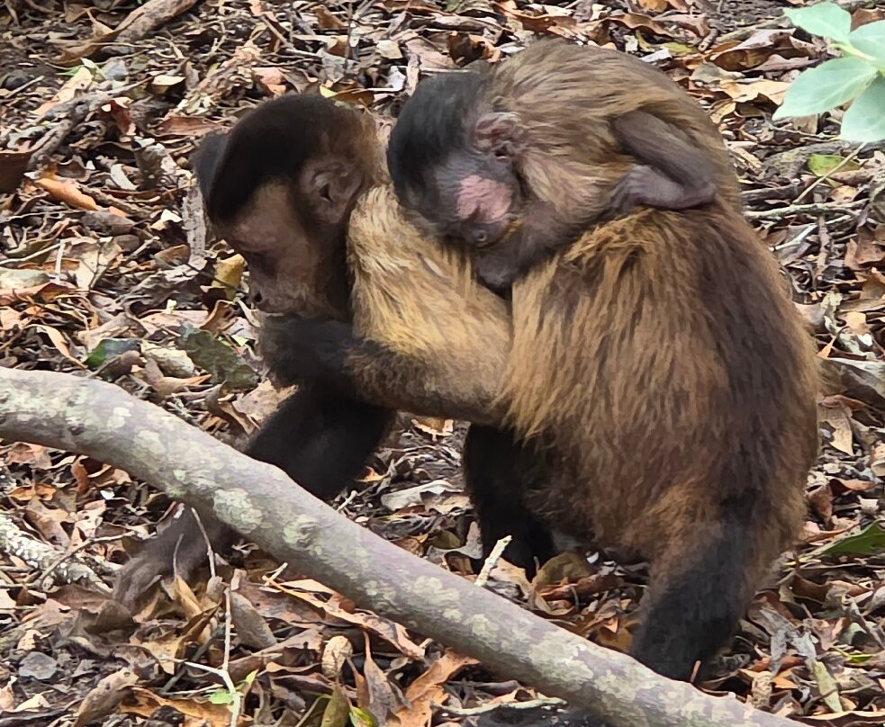 Monkeyland Primate Sanctuary-The Crags必去景点