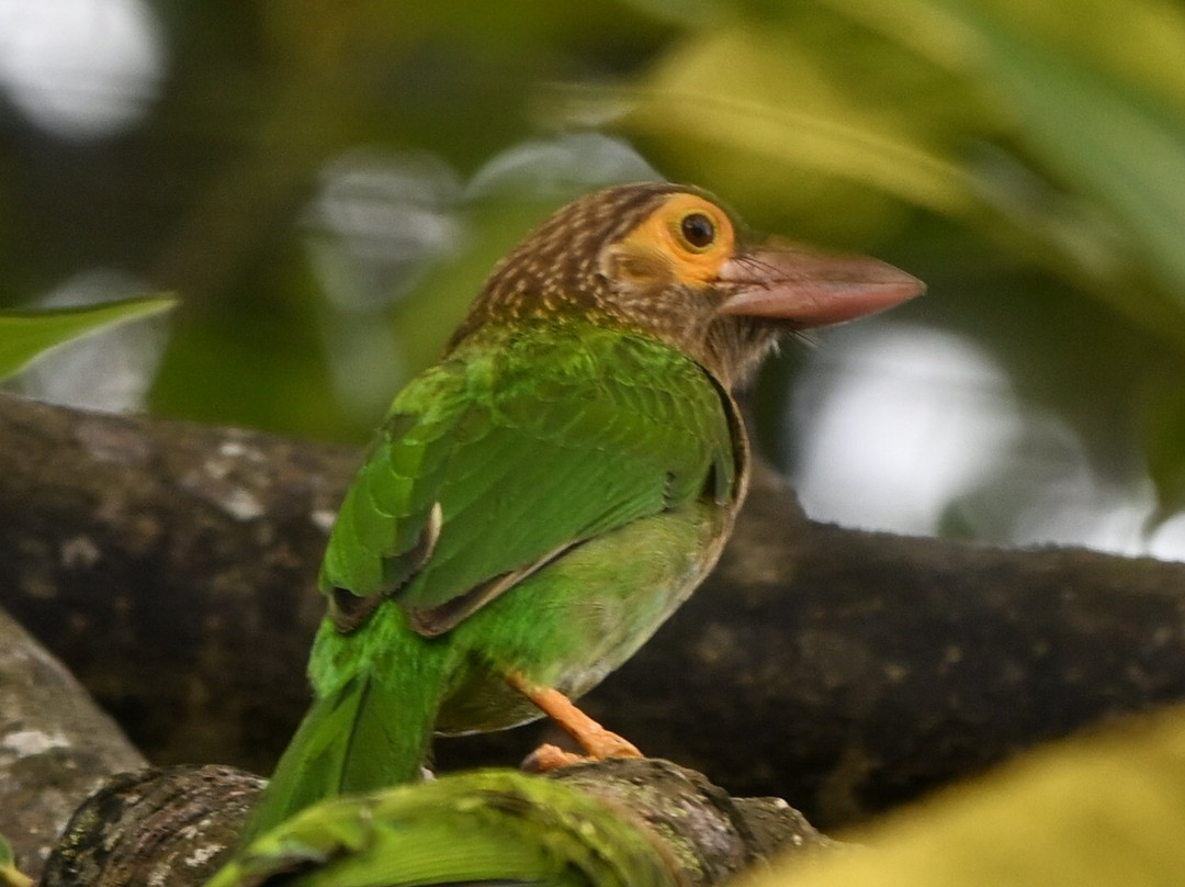 杰特威萨曼别墅奢华度假村（成人专属）主图