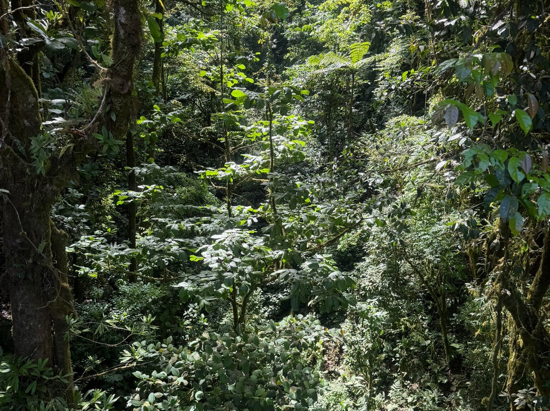 Heliconias Hanging Bridges Trails-Bijagua de Upala必去景点