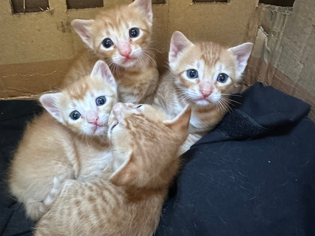 Hue Guh the Porto Candolim主图