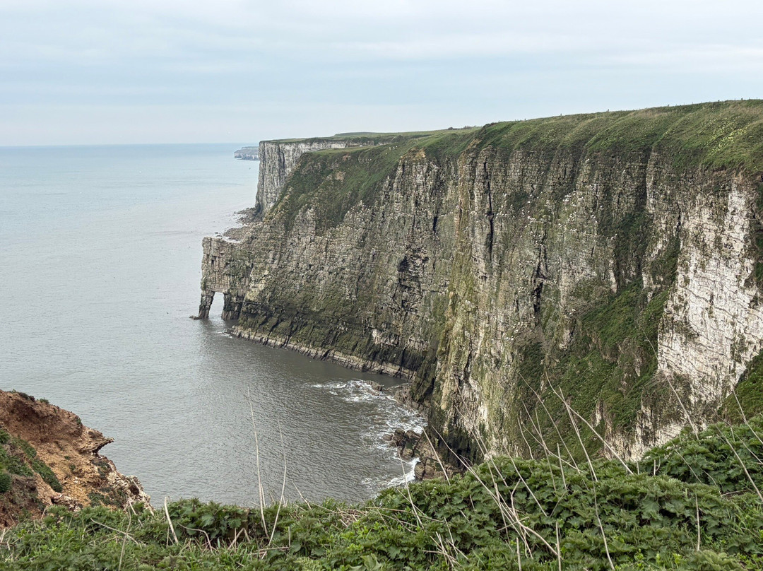 RSPB Bempton Cliffs-Bempton必去景点