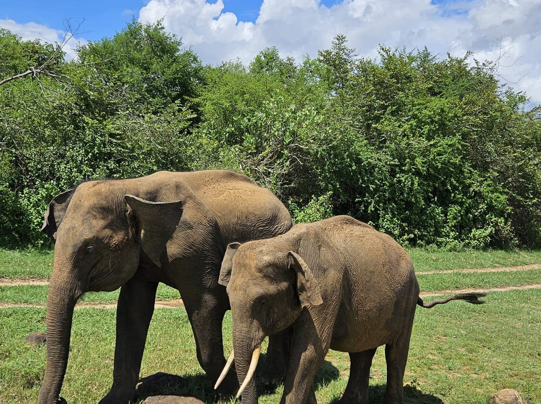 Udawalawe Safari Kingdom-乌达瓦拉瓦必去景点