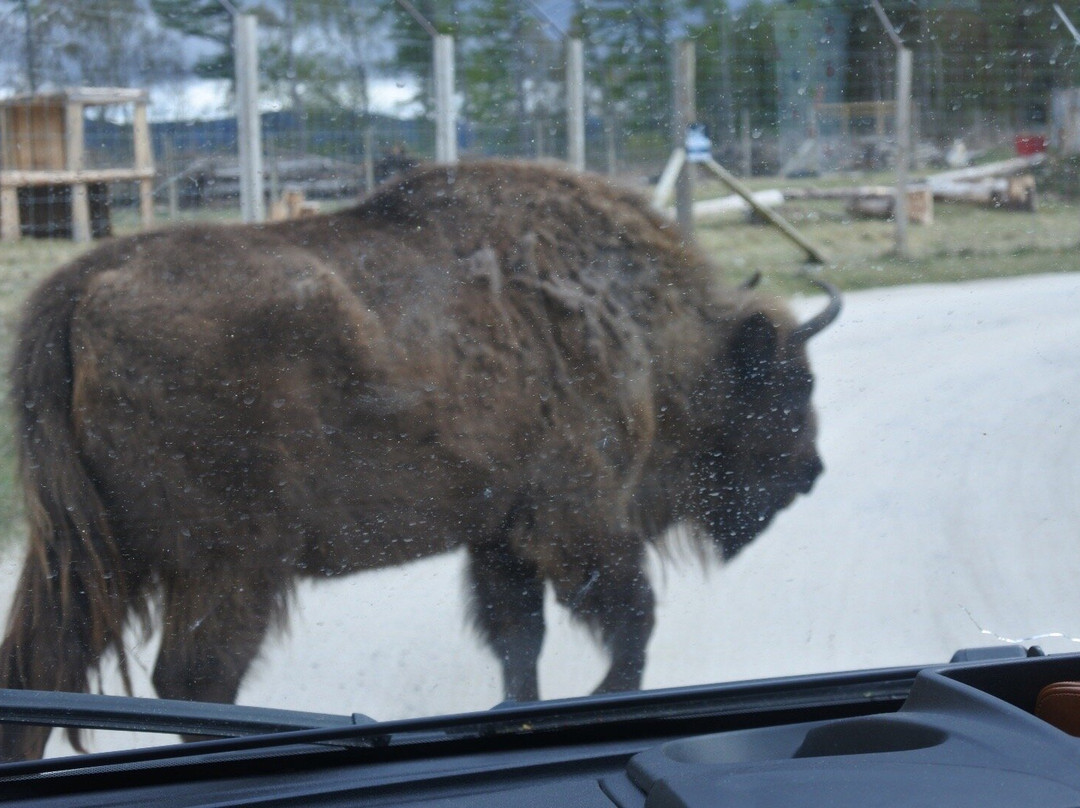 Highland Wildlife Park-Kincraig必去景点