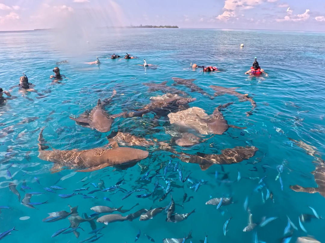 Diving Bluetribe Moofushi-南阿里环礁必去景点