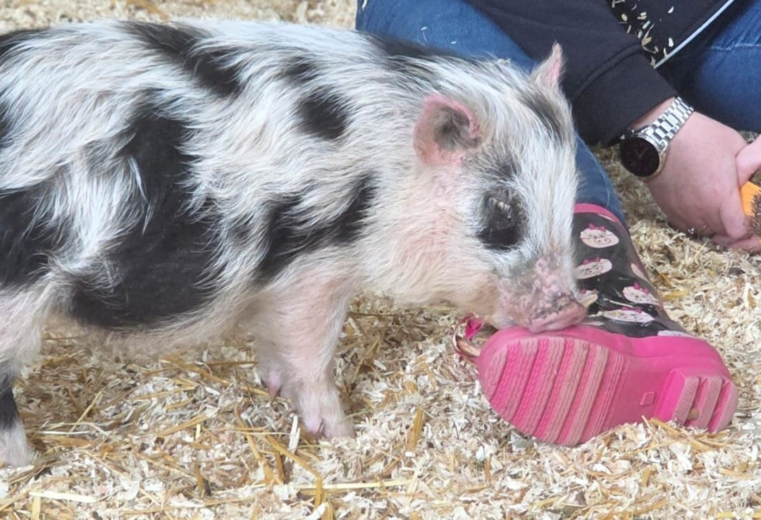 Kew Little Pigs Farm Ltd-Amersham必去景点